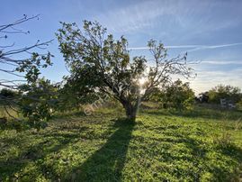 Aydın Germencik Hıdırbeyli De İmarın Yanı 5.163 M2 İncir Bahçesi