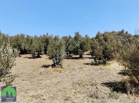 Mirzaoba'da Köye Yakın Hobi Bahçesi Yapımına Uygun Fırsat Tarla