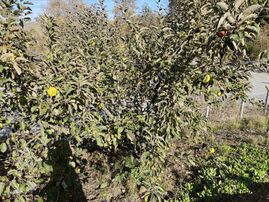 Blue Yatırım'dan Anayol Üstü İçerisinde Yapı Olan Tarla