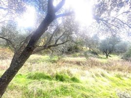 🔴✔aktiften Ağacık'ta 457 M2 Kadastrol Olan Satılık Zeytinlik🔴