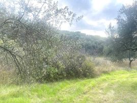 🔴✔aktiften Ağacık'ta 457 M2 Kadastrol Olan Satılık Zeytinlik🔴