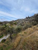 Bafa Akçalı'da 3.300m Asfalt Yola Sıfır Fırsat Zeytinlik