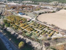 Bozkurt Alikurt Firsat Ayva Bahçesi 5055m