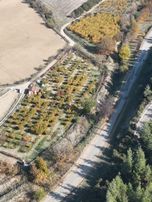 Bozkurt Alikurt Firsat Ayva Bahçesi 5055m