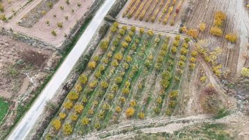 Honaz Ayva Bahçesi 3200m²