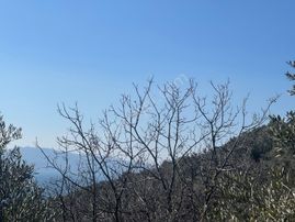 Kumla Konak Emlak”tan Satılık 1200 Metrekare Satılık Zeytinlik