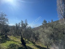 Kumla Konak Emlak”tan Satılık 1200 Metrekare Satılık Zeytinlik