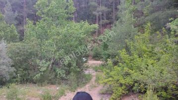 Sahibinden Ormanla Çevrili, Yolu Olan, Yanında Ufak Dere/çay Akan Tarla