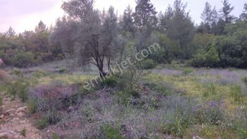 Sahibinden Ormanla Çevrili, Yolu Olan, Yanında Ufak Dere/çay Akan Tarla