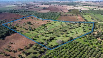 Ezine Üvecik Köyünde 50000 M2 Satılık Tarla Han Emlak'tan