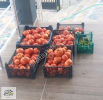 Memlik Yaylabağ 5sitesi Şehir Değişikliği Sebebi İle Acil Satlık