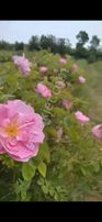 Satılık Gül Bahçesi
