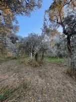 Satılık Zeytinli Tarla* Aşağıkızılca