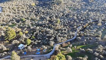 Satılık Zeytinli Tarla* Aşağıkızılca