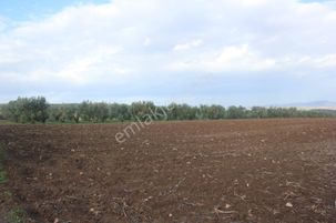 Bursa Karacabey Danişment Asfalt Yola 50 Metre Mesafede Tarla