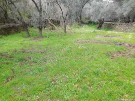 İzmir Bayındır Kızıloba'da 705 M2 Akarsu Yanı Zeytinlik. Açıklamayı Okuyarak Arayınız.