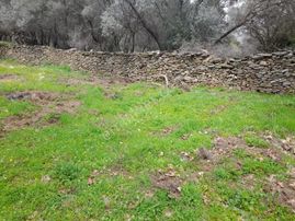 İzmir Bayındır Kızıloba'da 705 M2 Akarsu Yanı Zeytinlik. Açıklamayı Okuyarak Arayınız.