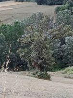 Atakum Sarı Taşda Satılık Tarla