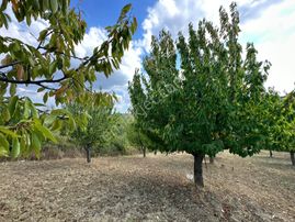 Manisa Gördeste Uygun Fiyata Yatırımlık Arazi