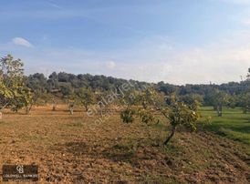 Aydın Germencik Dereköy Satılık 3,5 Dönüm Fırsat İncir Bahçesi!