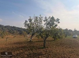 Aydın Germencik Dereköy Satılık 3,5 Dönüm Fırsat İncir Bahçesi!