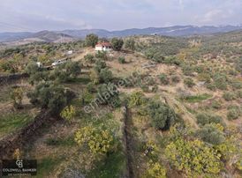 Aydın Germencik Dağyeni Satılık 39 Dönüm İncir Zeytin Bahçesi !