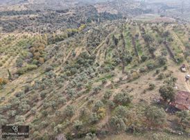 Aydın Germencik Dağyeni Satılık 39 Dönüm İncir Zeytin Bahçesi !