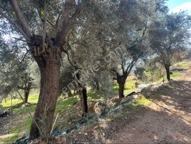 Sahibinden Satılık Arsa