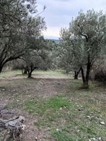 İzmir Bergama Çamtepe'de 3.711 M2 Zeytinli Tarla. Yol Su Var. Açıklamayı Okuyunuz.