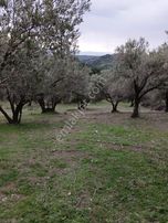 İzmir Bergama Çamtepe'de 3.711 M2 Zeytinli Tarla. Yol Su Var. Açıklamayı Okuyunuz.