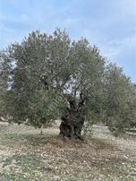 Karakaş'tan Çobanhasan'da 4700m2 Zeytinlik