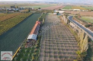 Salihli Taytan/beziganlıda Fırsat Çiftlik Ve Zeytinlik