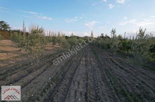 Salihli Taytan/beziganlıda Fırsat Çiftlik Ve Zeytinlik