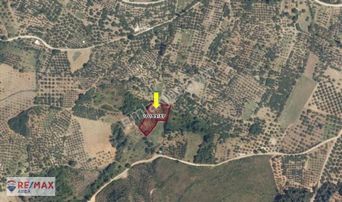 Remax Area'dan Gündoğdu'da Uygun Fıyatlı Zeytınlık Yatırımı