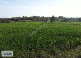 Susurluk Babaköy' De 28500 M2 Satılık Tarla