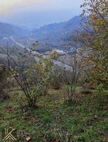 Kumru İslamdağ Yoluna Cephe 6 Dönüm Satılık Fındık Bahçesi