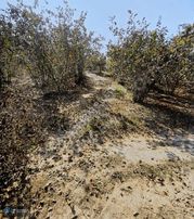 Fındık Bahçesi Ve İmarlı Arsa Yatırım Fırsatı