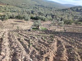 Sahibinden Çeşme Germiyan’da İmar Barışlı Evli, Bakımlı 4.205 M² Zeytinlik Arsa – Yolu, Terası Ve Manzarasıyla