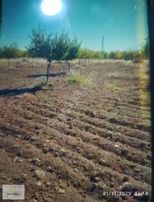 Satılık Tarla İçinde 5 Yaşında Kayısı. Ağacı Ve Suyu Mevcuttur