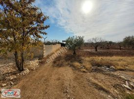 Ymz Gayrimenkulden Fırsat Bağ Evlik Zeytinlik