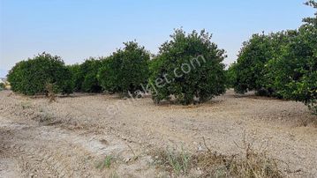 Tur-beylerden Dolbazlarda Mükemmel Konumda Satılık Tarla