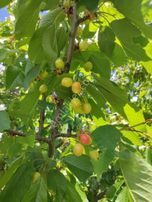 Polatlı Hacıtuğrul'da Satılık Müstakil Konut Arsası