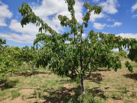 Polatlı Hacıtuğrul'da Satılık Müstakil Konut Arsası