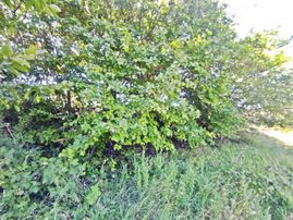 Yenişehir Kirazlı Yayala Da Doğa Manzaralı - 2590 -m2- Tarla