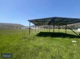 Hisarönü Dibek Tepe Mevki Tarla