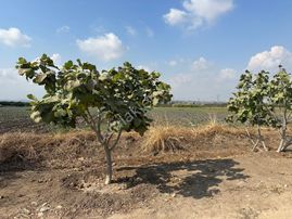 New Form'dan Akdeniz Bağlarbaşı Mah.nde Satılık 23.000 M2 Tarla
