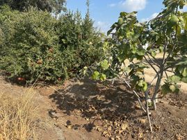 New Form'dan Akdeniz Bağlarbaşı Mah.nde Satılık 23.000 M2 Tarla