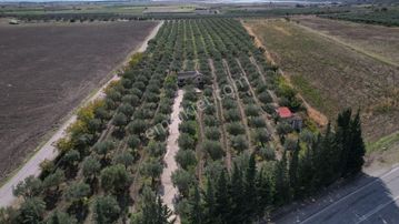 Çandarlı Anayola Cepheli 1+1evi İçinde Bulunan Satılık Zeytinlik