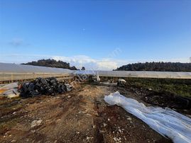 Mersin Erdemli Gücüşte 8 Dönüm Sera Ve İçinde 3+1 Ev