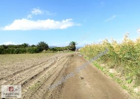 Bergama Yeniköy Tarlaları | 8.020 M2 Düz Ova | Satılık Tarla